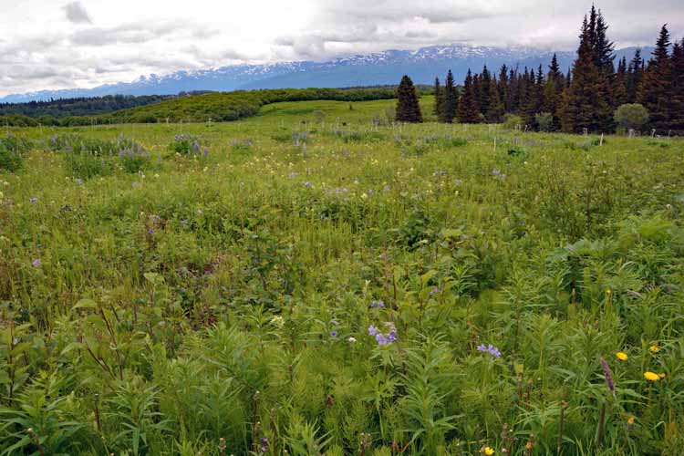 field of weeds